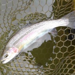 大安トラウトレイク釣果